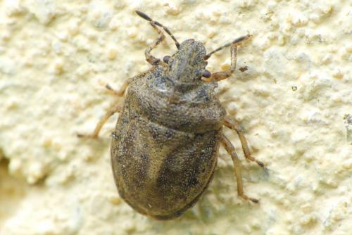 Réf. 263 222 : Podops inunctus